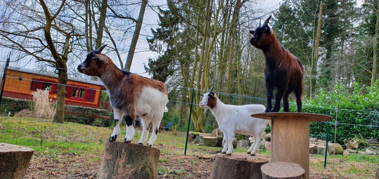 La Fermette Des Ramolleux Villa Crecy-en-Ponthieu Bagian luar foto