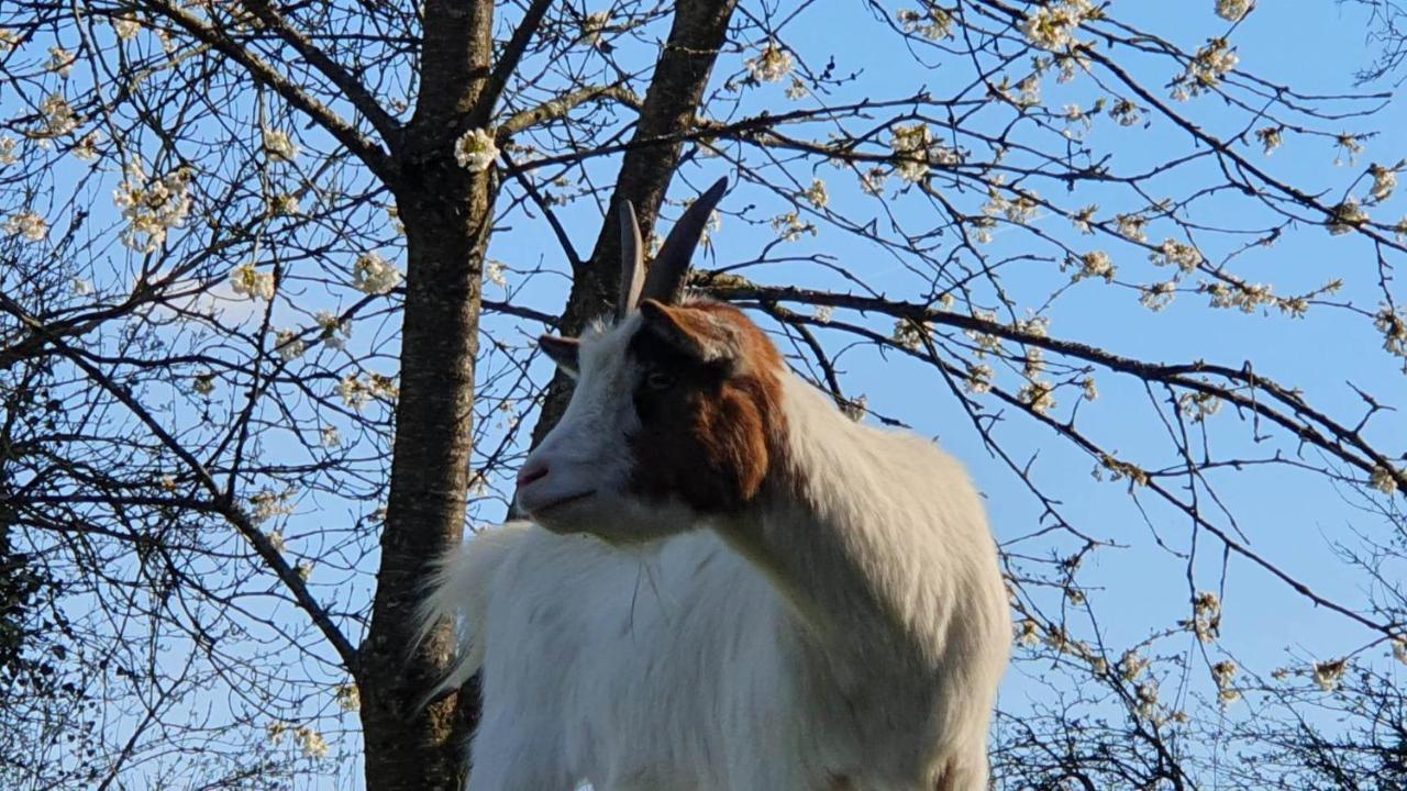 La Fermette Des Ramolleux Villa Crecy-en-Ponthieu Bagian luar foto