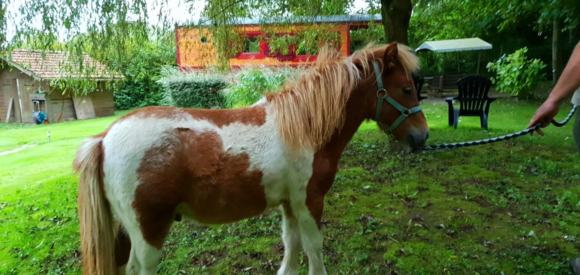 La Fermette Des Ramolleux Villa Crecy-en-Ponthieu Ruang foto
