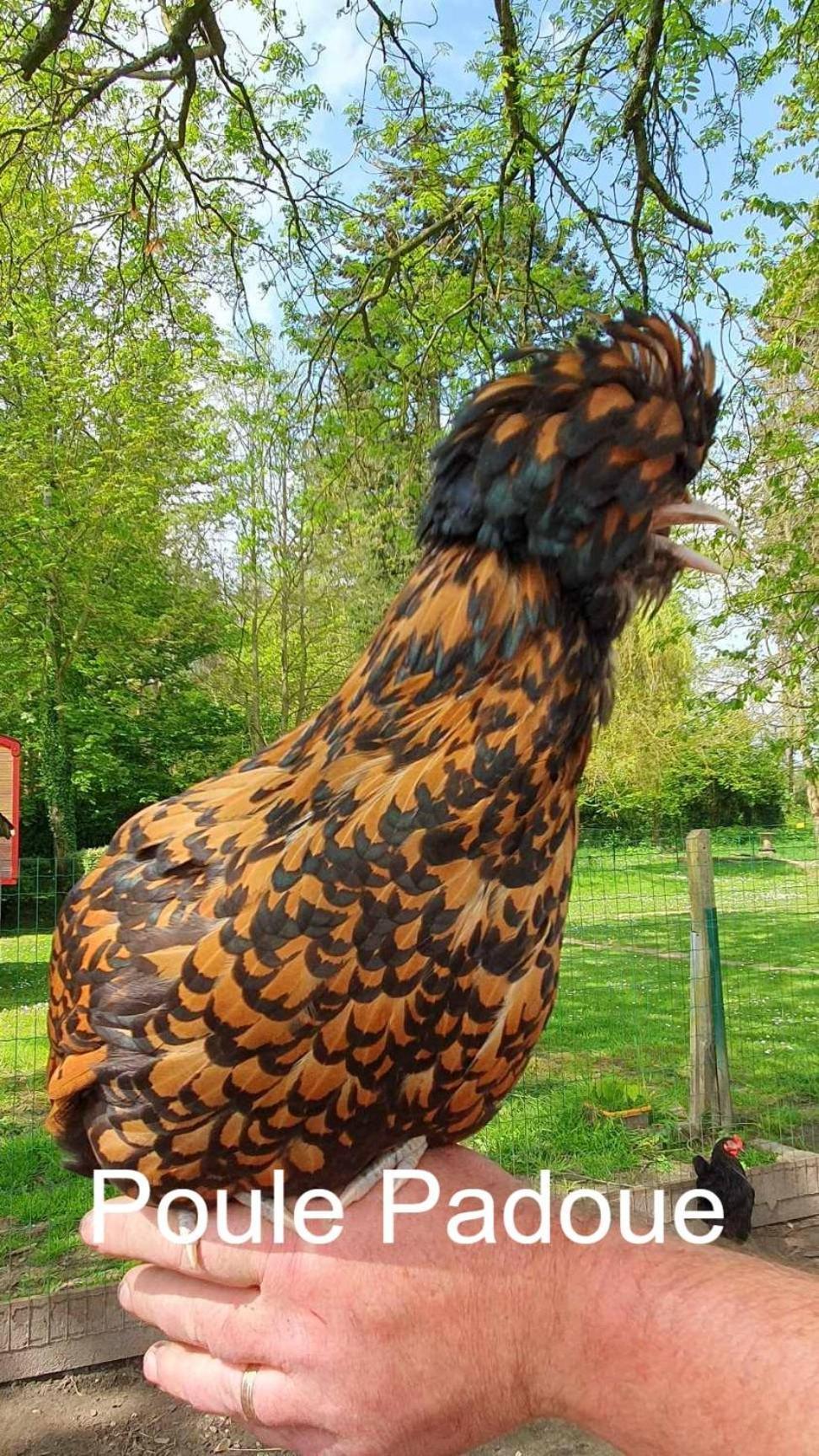 La Fermette Des Ramolleux Villa Crecy-en-Ponthieu Bagian luar foto